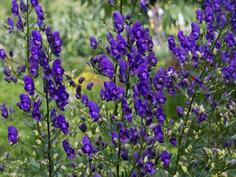 0600djdl-1424-236x177.jpg