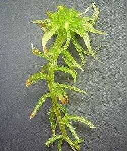 0600dje8-02d6-250x296.jpg