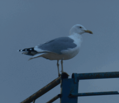 0600e0ry-44d3-383x332.png
