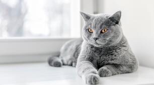 17 лютого - День кота в Європі