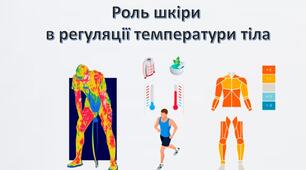 Роль шкіри в терморегуляції тіла