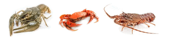 0600e692-0141-567x129.png