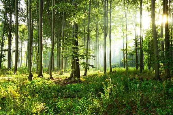 0600e6uf-f566-600x400.webp