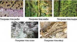 Захист організму тварин. Покриви тіла 