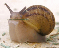 0600e6wm-174d-192x158.png