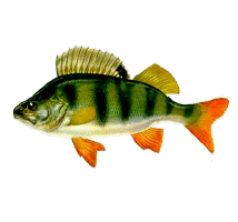 0600e7sj-0e88-214x200.png