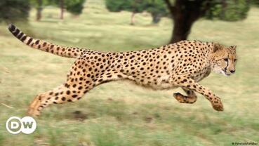 0600e9v4-a185-369x208.jpg