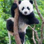 Adopt a Panda