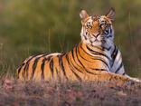 Tiger | Species | WWF