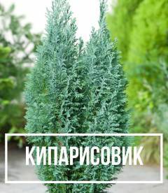 Хвойні дерева та кущі - "Зелені Янголи", розсадник рослин