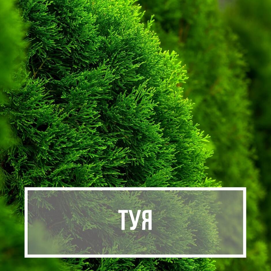 Хвойні дерева та кущі - "Зелені Янголи", розсадник рослин