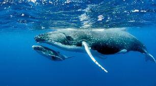  Всесвітній день захисту морських ссавців (World Marine Mammal Protection Day) відзначається кожного року 19 лютого.