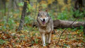 0600em0u-e97f-336x189.jpg