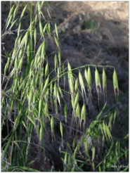 0600ev5f-4639-185x246.png