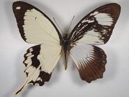 0600ewa6-218a-185x139.jpg