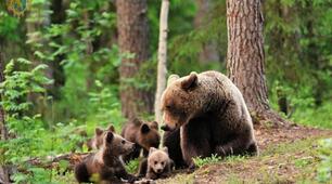 Як розмножуються та розвиваються тварини і рослини