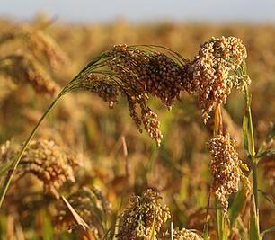 0600f2mo-8f55-306x267.jpg