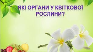 Які органи у квіткової рослини