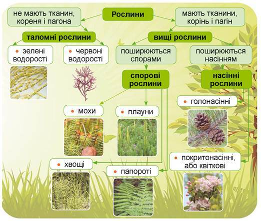 0600f8ru-99c8-615x522.jpg