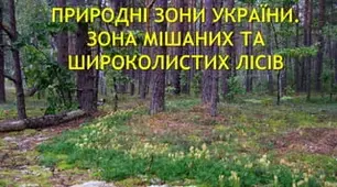 Зона мішаних лісів та широколистих лісів.