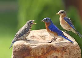 Nature's Ways: One of Everyone's Favorites — the Eastern Bluebird | State College, PA