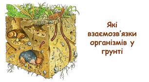 Презентація на тему "Які взаємозв’язки організмів у грунті" 6 клас НУШ