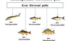 Тип Хордові. Клас Кісткові риби'