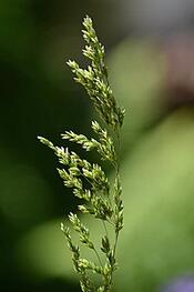 0600fmk2-0c90-175x263.jpg