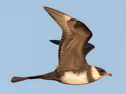 Средний поморник - eBird