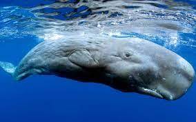Кашалот (Physeter macrocephalus): фото, виды, интересные факты