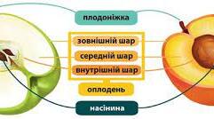 Самостійна робота з теми Плід