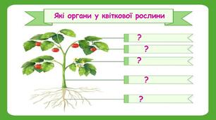 Які органи у квіткової рослини