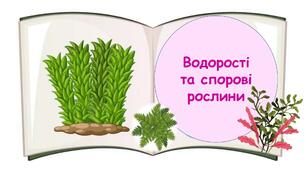 Водорості  та спорові рослини