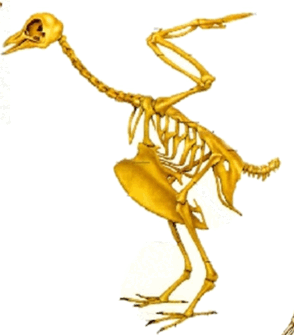0600fvhl-1d3f-294x335.png