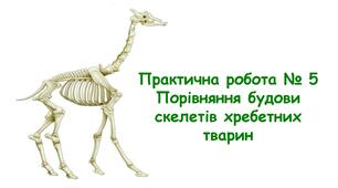 Практична робота № 5 Порівняння будови скелетів хребетних тварин