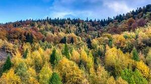 Зона мішаних та широколистяних лісів.
