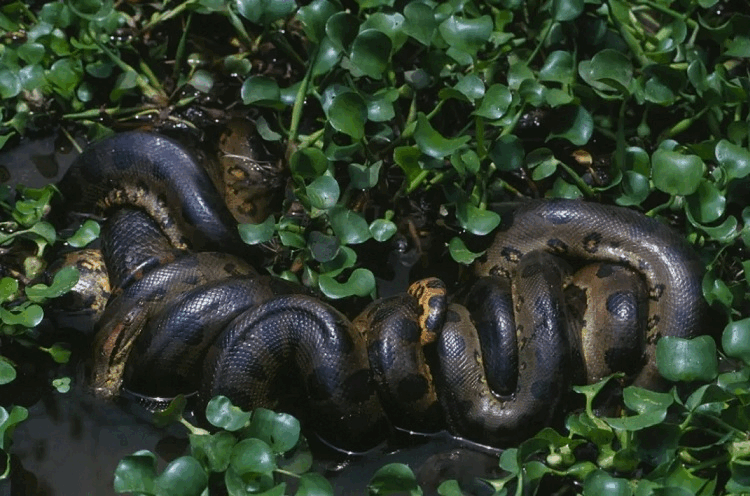 0600g2di-d005-750x496.png
