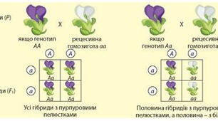 П.р.№2. Розв’язування типових генетичних задач 