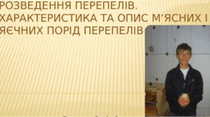Науково-дослідницька робота " Розведення перепелів ".