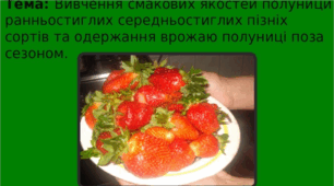Тема: Вивчення смакових якостей полуници ранньостиглих середньостиглих пізніх сортів та одержання врожаю полуниці поза сезоном.