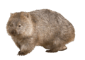 0600g332-154e-120x85.png