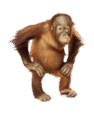 0600g334-f237-94x116.png