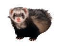 0600g339-ea28-140x100.png