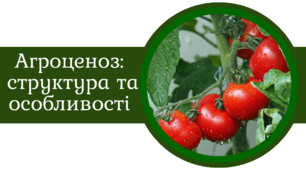 Агроценоз. Структура та особливості функціонування