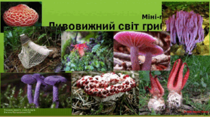 Міні-проєкт. Дивовижний світ грибів. Цікаві факти з життя  грибів.