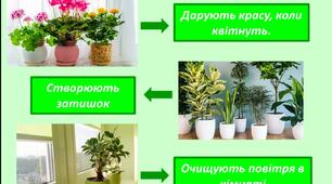 Презентація "Догляд за кімнатними рослинами". СПО, 1, 2, 3, 4, 5 класи