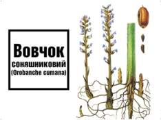 0600g60y-fa65-234x175.png