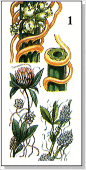 0600g618-ed06-171x335.png