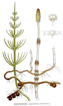0600g62c-5cdd-211x355.png