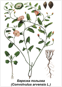 0600g62x-0092-215x303.png